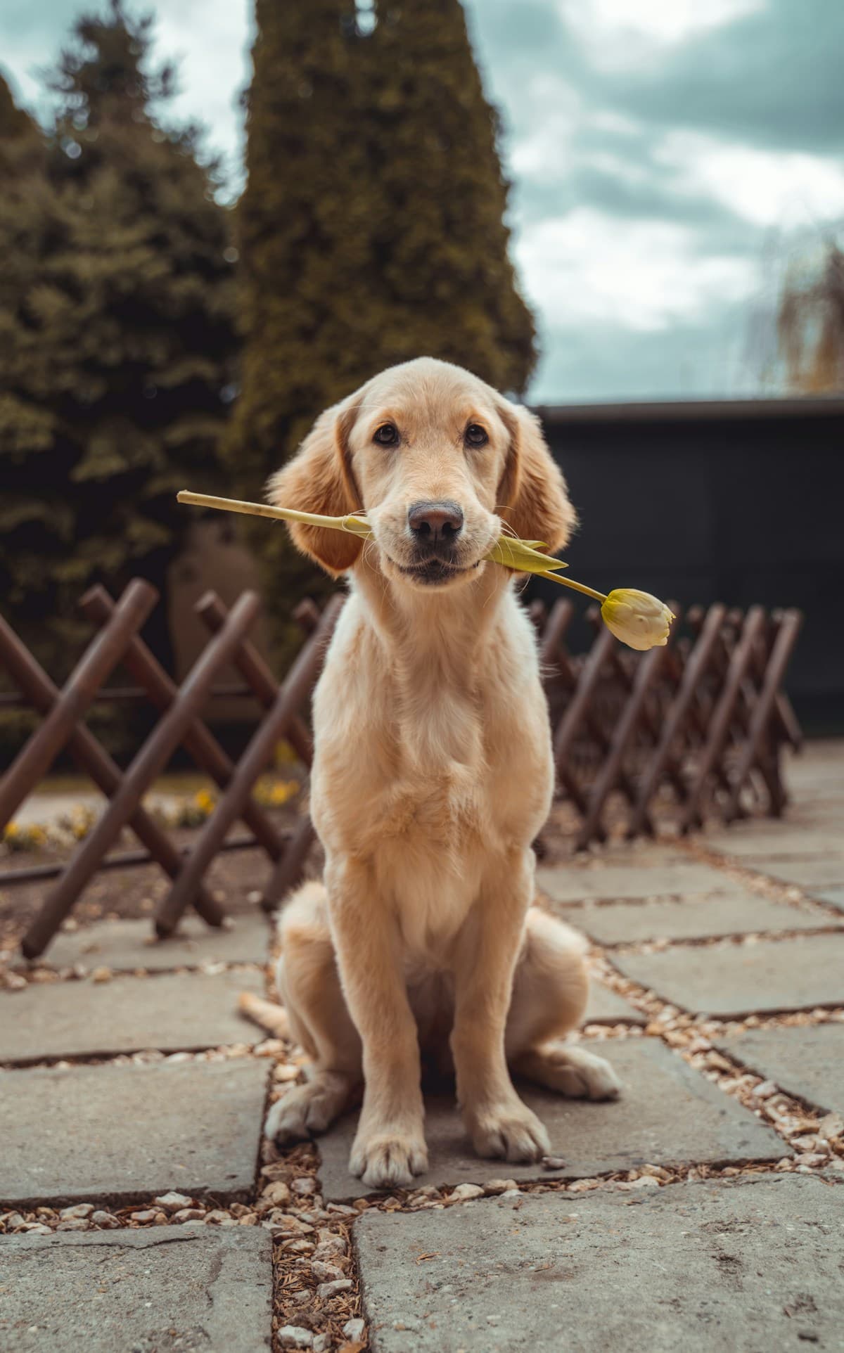 Un golden retriever lleva con delicadeza una pequeña flor amarilla en la boca